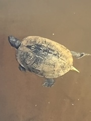 Trachemys scripta
