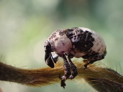 Sternuchopsis trifida
