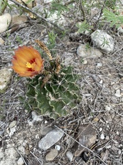 Hamatocactus setispinus