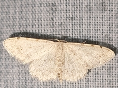 Scopula submutata