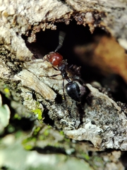 Crematogaster scutellaris