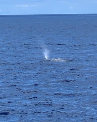 Physeter macrocephalus