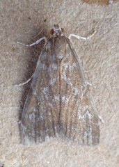 Elophila gyralis
