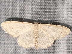 Scopula submutata