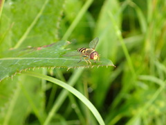 Syrphini