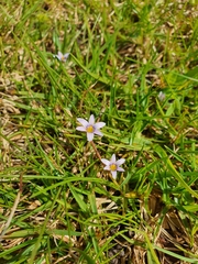 Romulea minutiflora