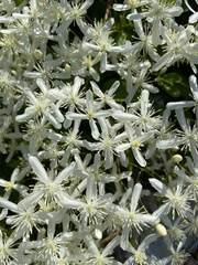 Clematis