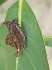 Megalopyge