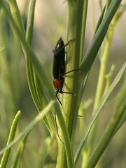 Stenosphenus dolosus