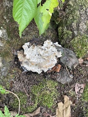 Kretzschmaria deusta