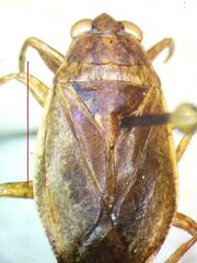 Belostoma
