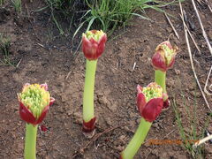 Scadoxus puniceus