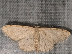 Scopula submutata