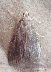 Elophila gyralis