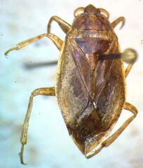 Belostoma