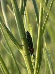 Stenosphenus dolosus