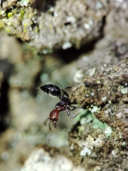 Crematogaster scutellaris
