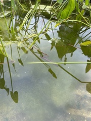 Charophyta