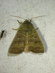Ipimorpha pleonectusa
