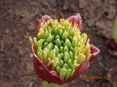 Scadoxus puniceus