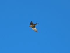 Petrochelidon fulva