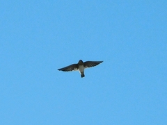 Petrochelidon fulva