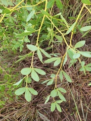 Baptisia