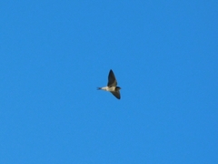 Petrochelidon fulva