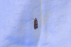 Ortholepis pasadamia