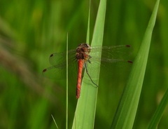 Sympetrum striolatum