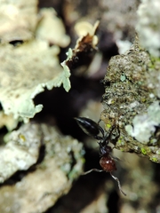 Crematogaster scutellaris