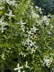 Clematis