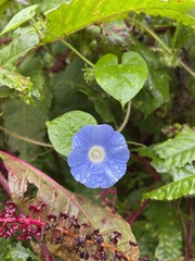 Ipomoea hederacea integriuscula