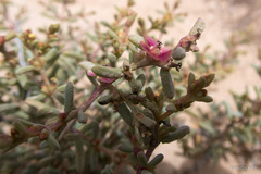 Salsola divaricata