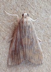 Elophila gyralis