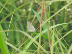 Junonia orithya