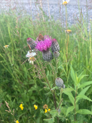 Cirsium