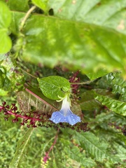 Ipomoea hederacea integriuscula