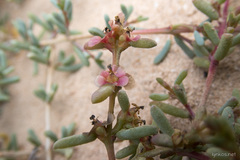 Salsola divaricata