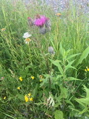 Cirsium