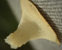 Polyporus tuberaster