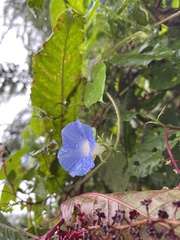 Ipomoea hederacea integriuscula