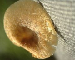 Polyporus tuberaster