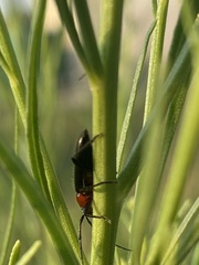 Stenosphenus dolosus