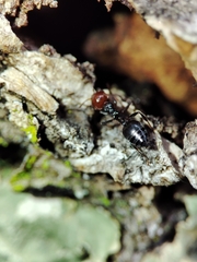 Crematogaster scutellaris