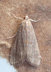 Elophila gyralis
