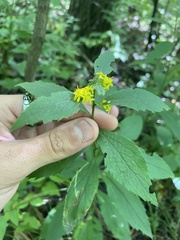 Solidago ulmifolia