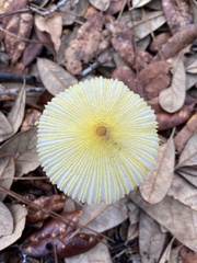 Leucocoprinus fragilissimus