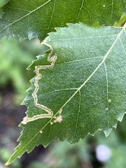 Stigmella