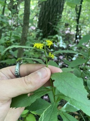 Solidago ulmifolia